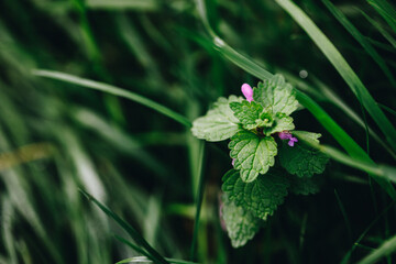 wild herb deadnettle with pink flowers