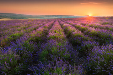 Naklejka na ściany i meble Boundless lavender field with amazing clouds in the rays of the setting sun. Lavandula angustifolia, blooming violet fragrant lavender at golden sunset. Magical summer evening alone with nature.