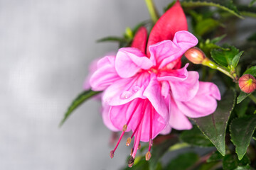 Obraz premium Bright violet fuchsia in full bloom macro shot close up. Fully opened flower of fuchsia with some water droplets on it. Selective focus , blurred background. 