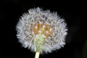 Dandelion blowball flower seeds macro close up shot. 