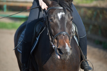 Obraz premium brown horse in the summer on the street with a rider