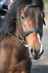 brown horse in the summer on the street with a rider