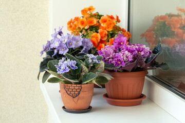 Beautiful violets and begonia on the balcony. Hobbies, lifestyle. 