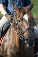 Obraz premium brown horse in the summer on the street with a rider