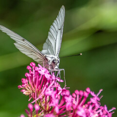 butterfly on flower - Papillon sur une fleur