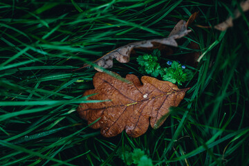 Leafes on green grass with flowers 