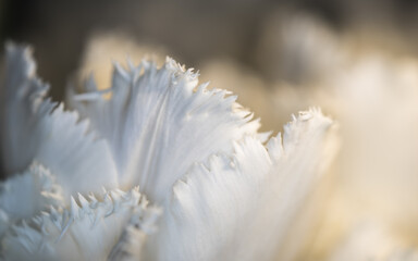 Snow white barbados tulips saw edged petals macro close up shot with a nice blurry bokeh background  