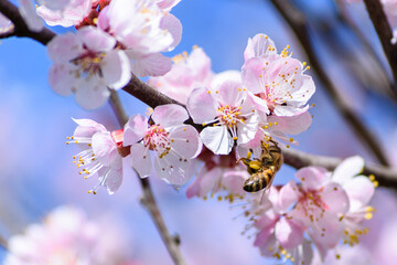 A bee enjoying the nectar on a flower apricot tree.