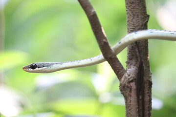 snake in the tree