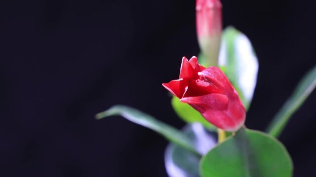 A Bunch Mandevilla Blooming
