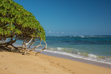 Beautiful and inviting tropical beach coastline with golden sand & green trees on a sunny summer day.
Concept for travel, escape.