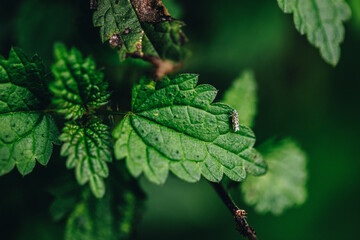 green blackberry leaves in autumn