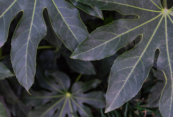 leaves on the ground