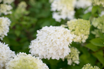 blooming white hydrangea on a green background