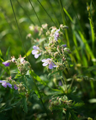 blue flowers on a green background