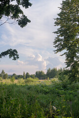 Fototapeta premium summer sky, green grass and trees