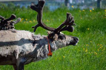beautiful reindeer wandering on green pasture in summer sunshine