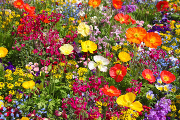 Bunte Blumenwiese mit farbigem Mohn