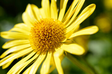 majestic yellow flower field in summer pasture wilderness