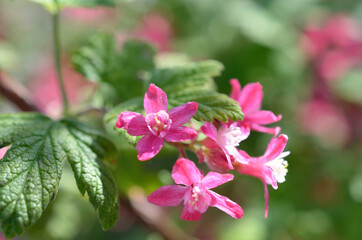 Obraz premium blood redcurrant flower tree in summer