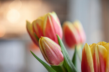Fototapeta premium TULIPANI