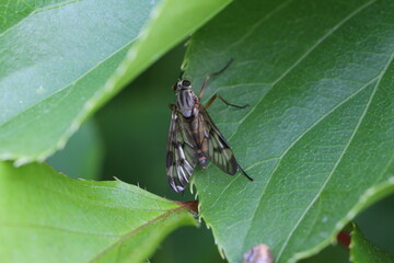 unbestimmte Schnepfenfliege