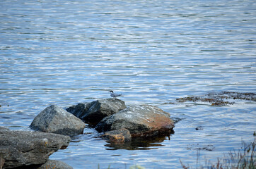 beautiful arctic tern bird flock on boulder by blue sea