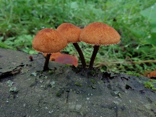 mushroom in the forest