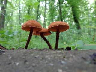 mushroom in the forest2