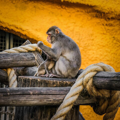 Monkey is sitting and looking. Wild animal in captivity.