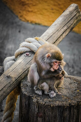 Monkey is sitting and looking. Wild animal in captivity.