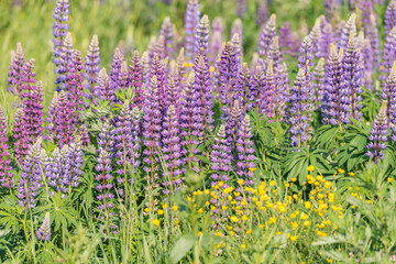 Lupinus flowers on the meadow at summer day.