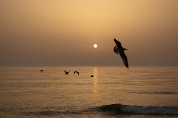 sunset at Mira beach in Portugal with seagulls flying