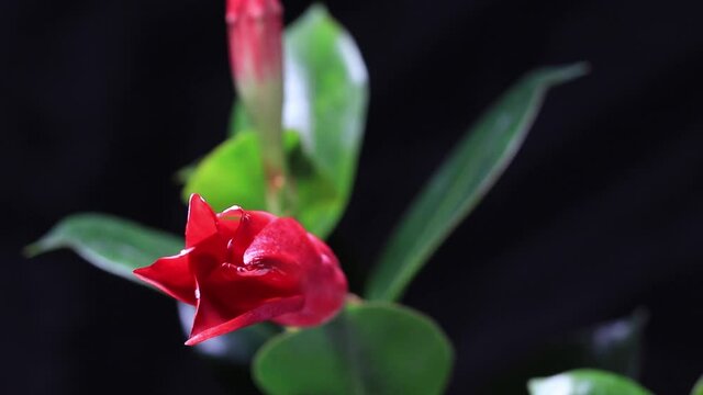 A Bunch Mandevilla Blooming