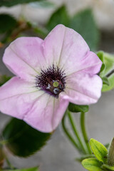 Isolated flower Petunia. Petunia is a botanical genus belonging to the Solanaceae family, in Portugal