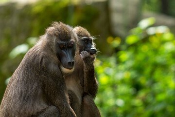 drill monkey (Mandrillus leucophaeus) in the zoo