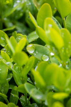 close-up photo of green bush with water droplets, viseu, Portugal