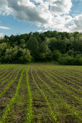 Fototapeta na wymiar Corn grown on land near forest