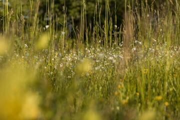 The field with wild flowers and green grass