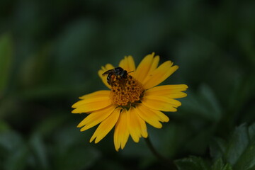 bee on flower