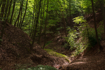 Trees in the forest in morning light in spring season