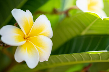Amazing nature view of white leaf on blurred greenery background in garden and sunlight with copy space using as background natural green plants landscape, ecology, fresh wallpaper concept.