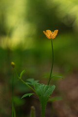 Wild flower in the nature in spring season