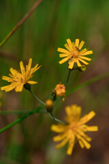 Wild flower in the nature in spring season
