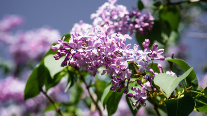 Obraz na płótnie Canvas purple lilac flowers