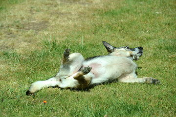 junger Schäferhund Mischling
