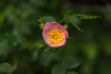 Rosehip flower in the natural light