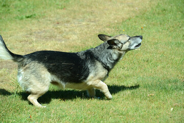junger Schäferhund Mischling