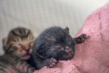 Newborn, adorable kittens suckling, playing and sleeping in their mother cat's fur