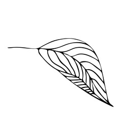 Stylized leaf of a tree.Botanical vector illustration.Drawing ink in the style of Doodle. Isolated object on a white background. Decorative elements for spring and summer design, wedding.